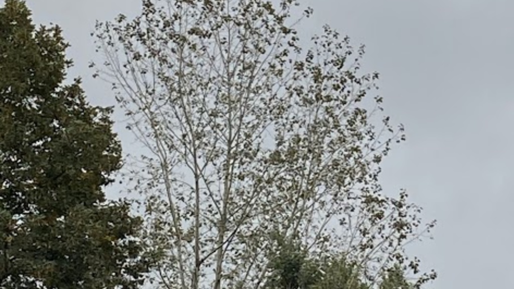 birds in a tree in fall